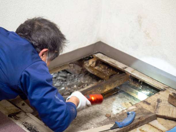 Best Certified Mold Removal  in Carteret, NJ