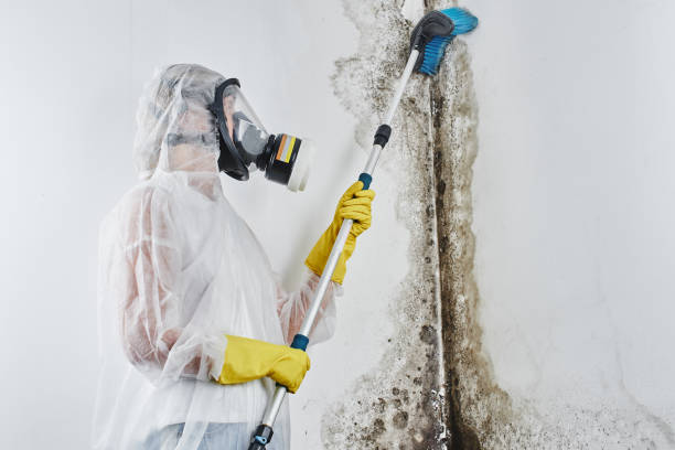 Best Residential Mold Removal  in Carteret, NJ
