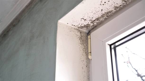 Best Mold Removal Specialists  in Carteret, NJ