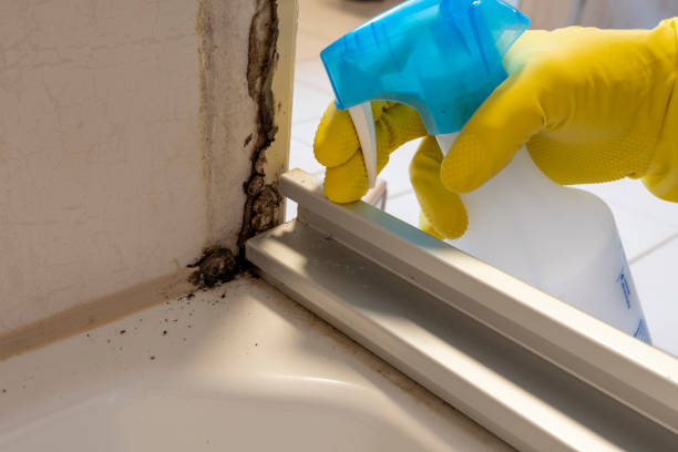 Office Mold Removal Services in Carteret, NJ