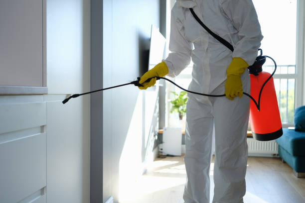 Best Fast Mold Removal  in Carteret, NJ