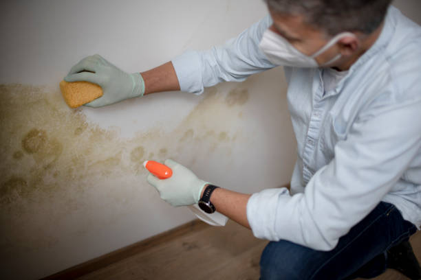 Best Mold Removal Company Near Me  in Carteret, NJ