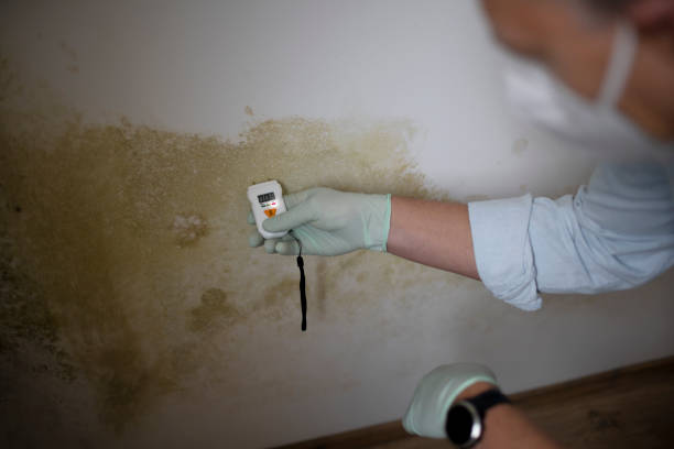 Reliable Carteret, NJ Mold Removal Solutions