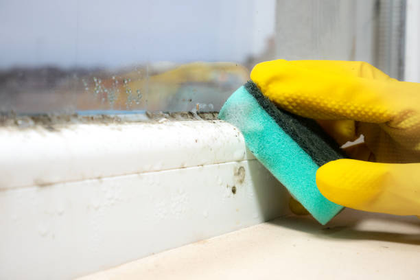 Best Same-Day Mold Removal  in Carteret, NJ