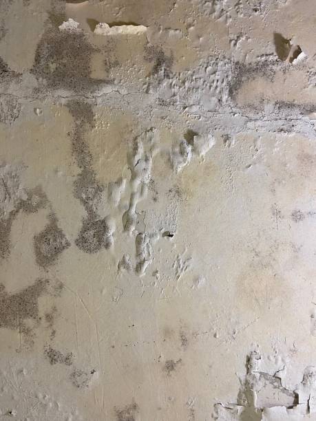 Mold Removal Process in Carteret, NJ