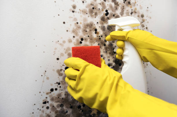 Office Mold Removal Services in Carteret, NJ