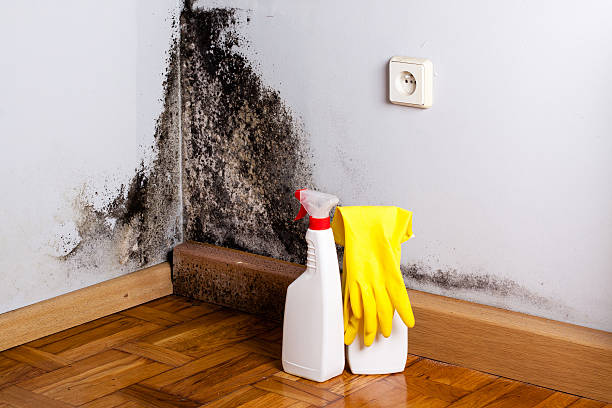 Best Fast Mold Removal  in Carteret, NJ