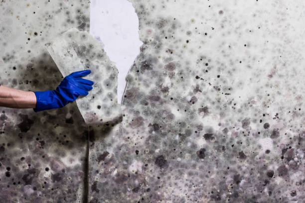 Best Mold Cleaning Services  in Carteret, NJ