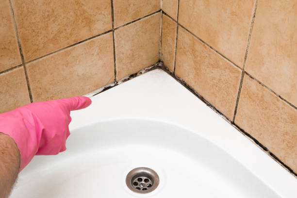 Best Toxic Mold Removal  in Carteret, NJ